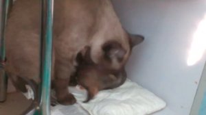 кошка моет щенка#чужих детей не бывает#