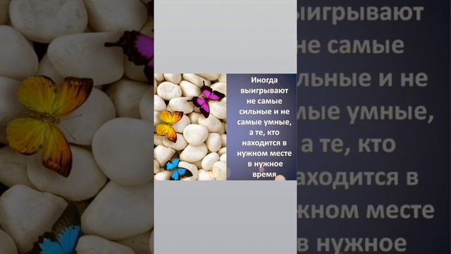 #AmiDami19 #GaraevDamir #ГараевДамир #любовь #love #short #shorts #shirtvideo #shortsvideo #шортс