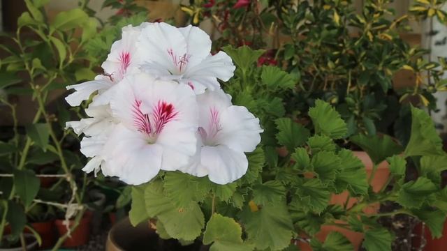 Сура ЯСИН СЛУШАЙТЕ КАЖДЫЙ ДЕНЬ (35) #сура #ясин смотреть онлайн