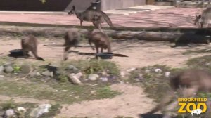 Kangaroos Hopping!