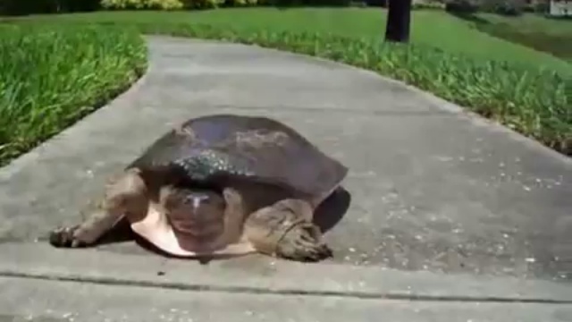 Скоростная черепаха 