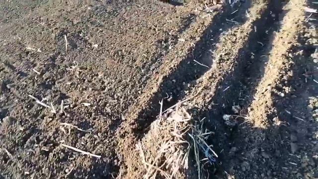 посадка чеснока сезона 2022. подготовка почвы. Супер сорт Чеснока из Киргизии. смотреть онлайн