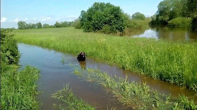 Летом 2020 года Протва вышла из берегов. смотреть онлайн