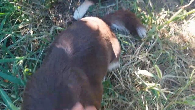 Ворона воду пьёт./Подливка по рецепту Женечки./ Спасибо Vishenka от Малыша./ смотреть онлайн