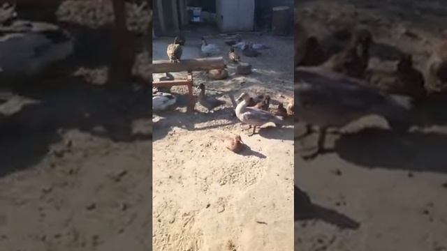 Вес Ставропольской индюшки в 4 месяца и 10 дней смотреть онлайн