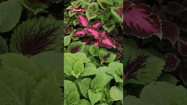 لیلی و مجنون محبوب.ترین گل افغانهاLayla and Majnun Popular flower for Afghans