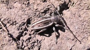 что за жук_.mp4