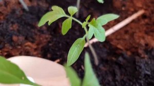 Для меня проблемы длинной и худой рассады томатов решается просто. Тонкая и длинная рассада томатов