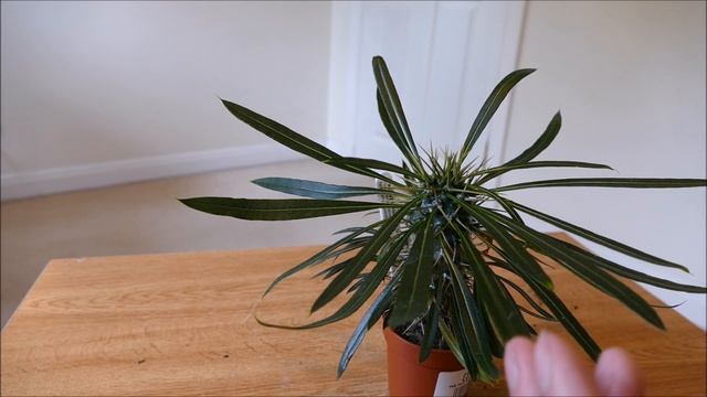 New Black And Red Begonia Plant And Pachypodium смотреть онлайн