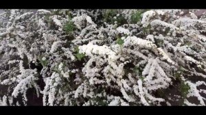 Спирея серая (пепельная) Грефшейм