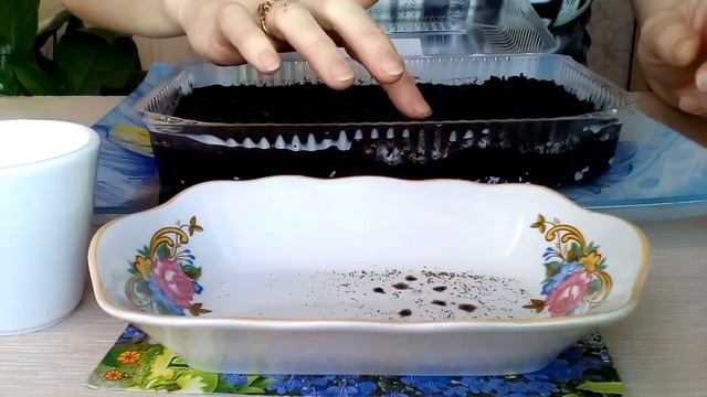 Лобелия?  Выращивание из семян?