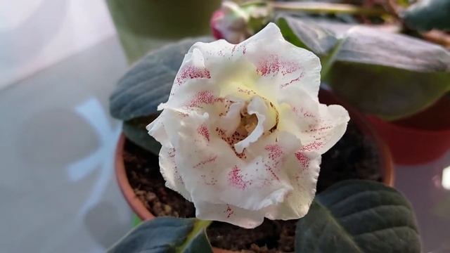 Первые сеянцы глоксиний распускаются. смотреть онлайн