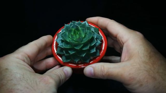 Echeveria Purpusorum