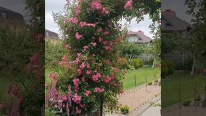 Роза Эксцельза / Excelsa rose . Укрытие плетистых роз на зиму