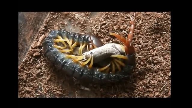 Кольчатая сколопендра (Scolopendra Cingulata) и ящерица