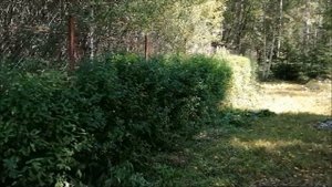 ЖИВАЯ ИЗГОРОДЬ ИЗ СПИРЕИ