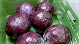 Удаление кочерыжек из капусты и ее шинковка на оборудовании Kronen KSB-2 и CAP 68