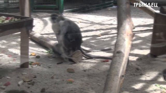 █ Мама МАРТЫШКА ОХРАНЯЕТ ДЕТЕНЫША  / ЗООПАРК / ZOO Для ДЕТЕЙ.