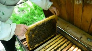 Развитие на рапсе (эксперимент). Кочевка пчелосемьи.