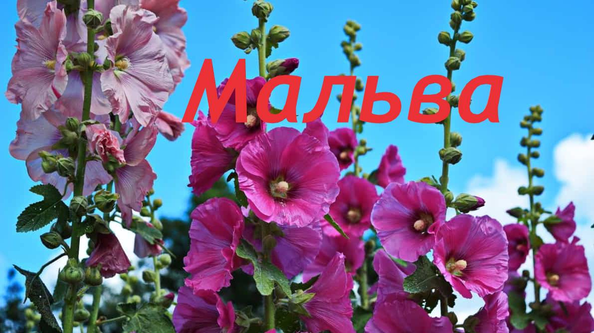 Мальва на городских улицах