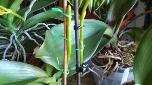 ❓Как я формирую 🍁ЦВЕТОНОСЫ у орхидей☘️(05.11.2021)