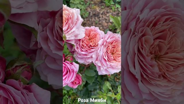 Роза Мияби/rose Miyabi #розарий #садоводство #цветы #розы #roses #сад