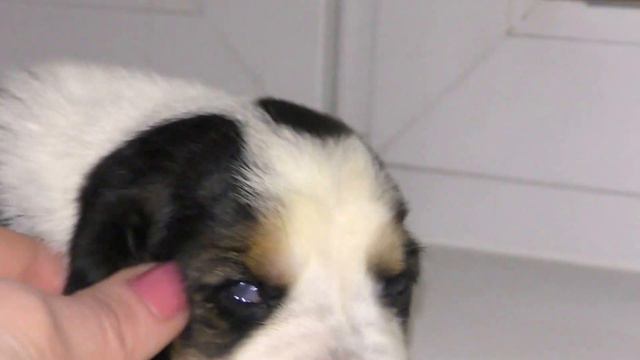 Щенки бассет хаунда смотреть онлайн