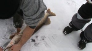 Зимняя рыбалка Саратов