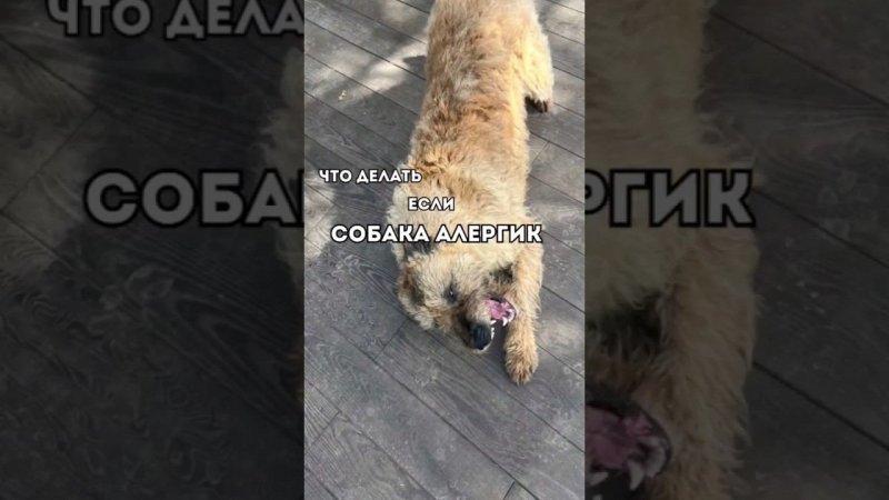 что делать если СОБАКА АЛЛЕРГИК? #дрессировка
