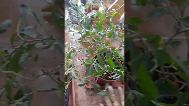 Ангинник или паслён перцевидный смотреть онлайн