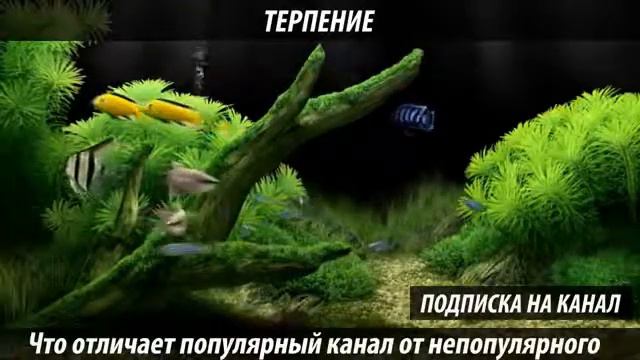 Чем отличается популярный YouTube канал от непопулярного New New 26