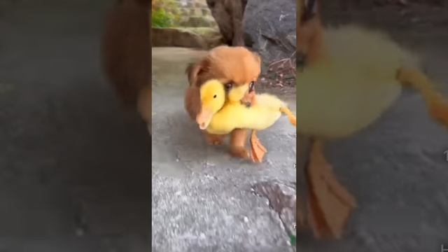 Уточка и щеночек смотреть онлайн