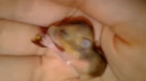 Хомяк ест закрытым глазами