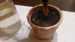 выращивание яблони из ветки с помощью корневина