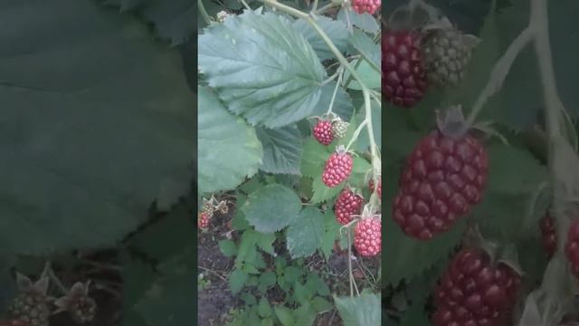 Собираем листья и ягоды ежевики для лечебного чая. смотреть онлайн