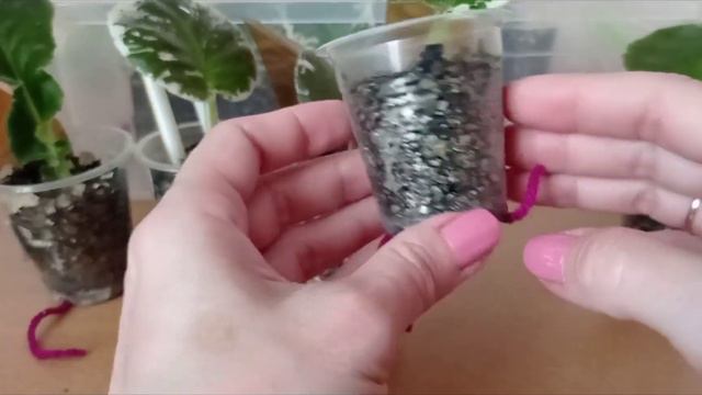 Сорти-рекрдсмени!!! Найпершими дали корінці! смотреть онлайн