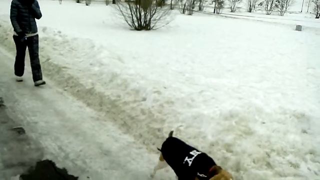 Очередная прогулка по парку Ростокино- Акведук , с собаками. смотреть онлайн