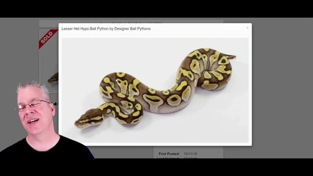 Variations in Ball Python Morphs!
