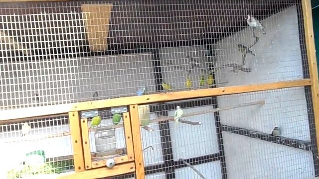 Мучной червь, белковый корм для птиц. смотреть онлайн