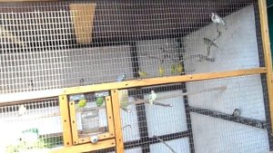 Мучной червь, белковый корм для птиц.