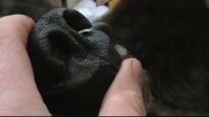 Таксидермия, изготовление чучела медведя