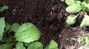 как я пересаживаю. рассаду Кинзы