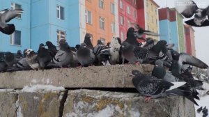 Анадырь, голуби, метель. Чукотка. Арктика. Дальний Восток.