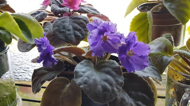 Дом в цветах в мае // Обзор // Комнатные цветы // Цветет птицемлечник // Часть 3 смотреть онлайн