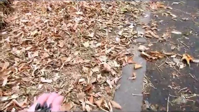 Животные зоопарка (очковый лангур, белочка, еноты) 18.10.17г. смотреть онлайн