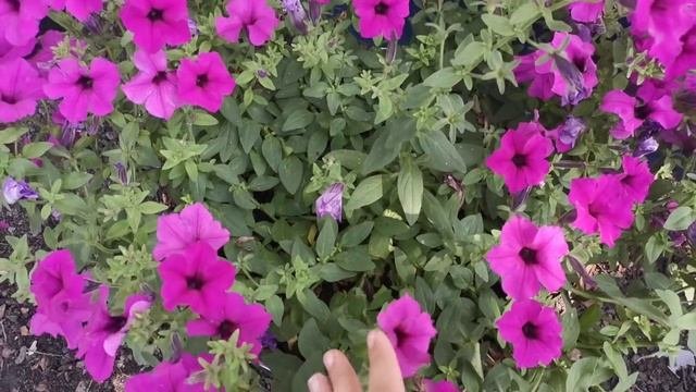 Самые лучшие Сорта Ампельной Петунии!