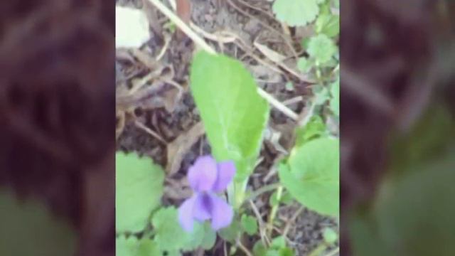 Цветочки бабочки природа!