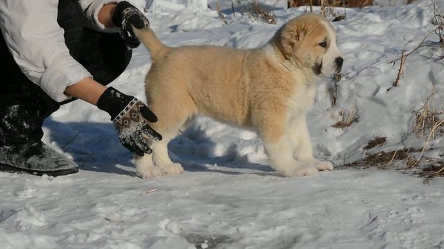 ОЕССЕНН СТИЛЬ Хемшери 42 дня смотреть онлайн