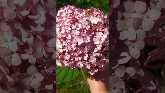 Веточка древовидной розовой гортензии Кандтбелле Баблгам - розовое облако ! смотреть онлайн