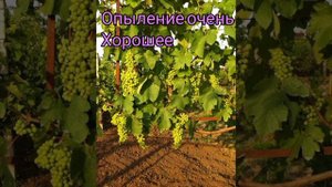 Морозостойкий +Устойчивый +Вкусный +...Виноград !